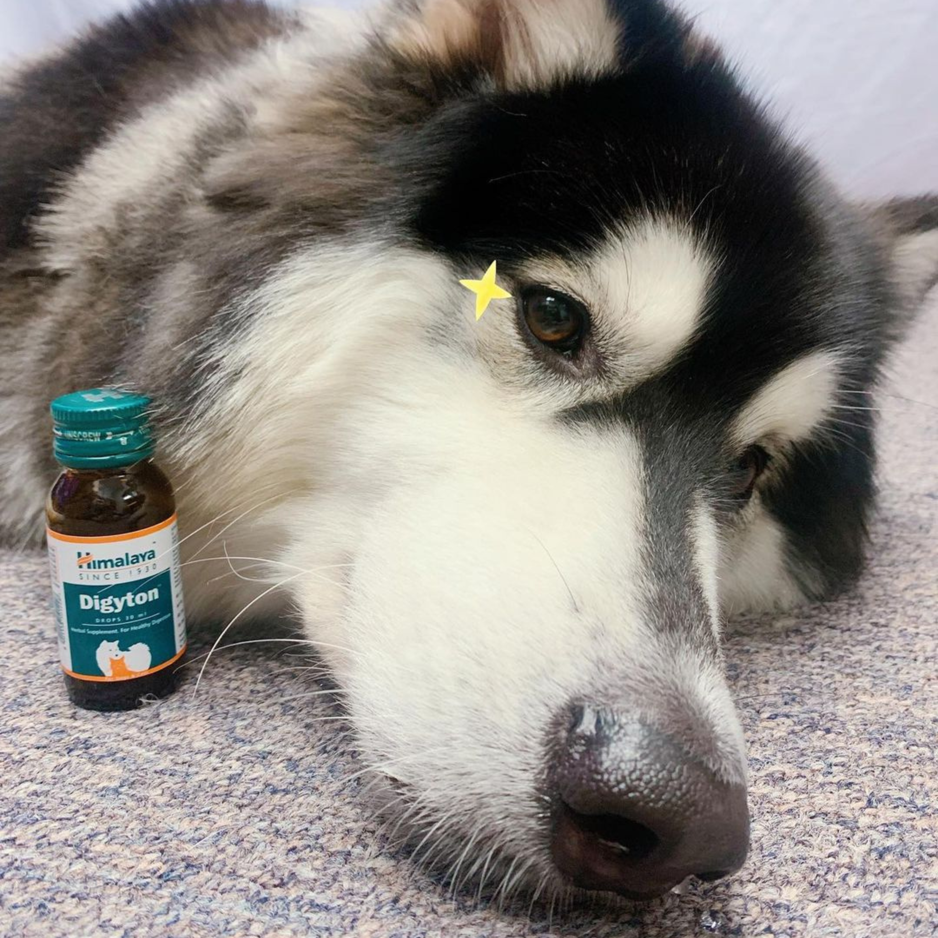 Supplementing your pet's diet with Himalaya Pet Wellness!