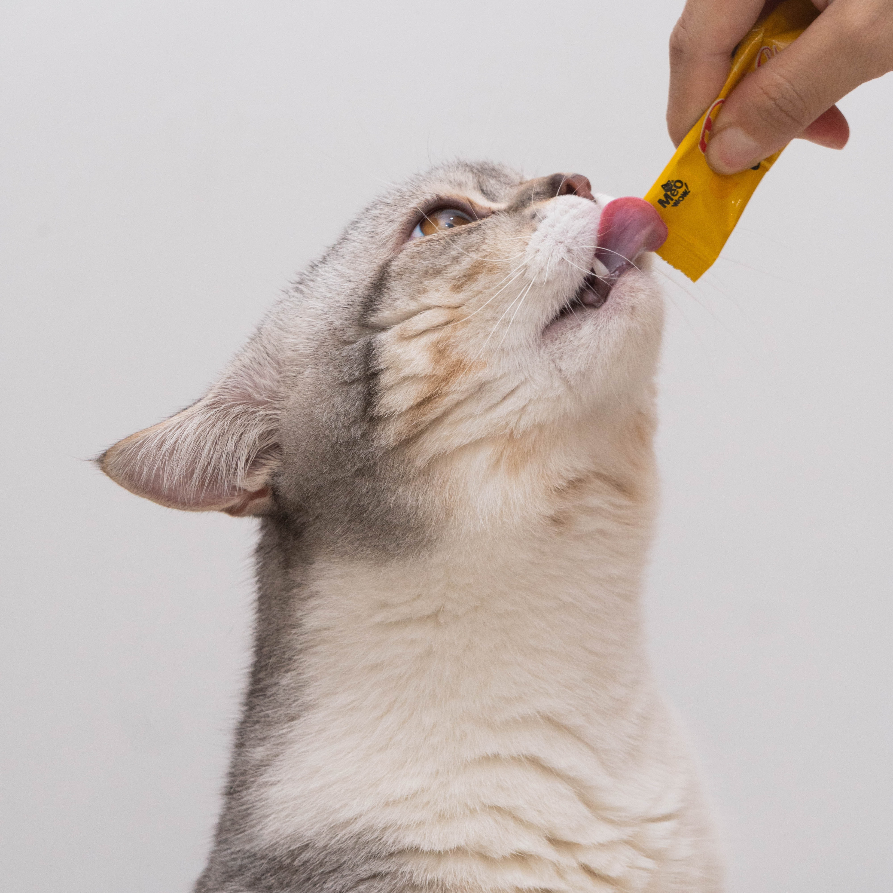 Taste Test with your Feline