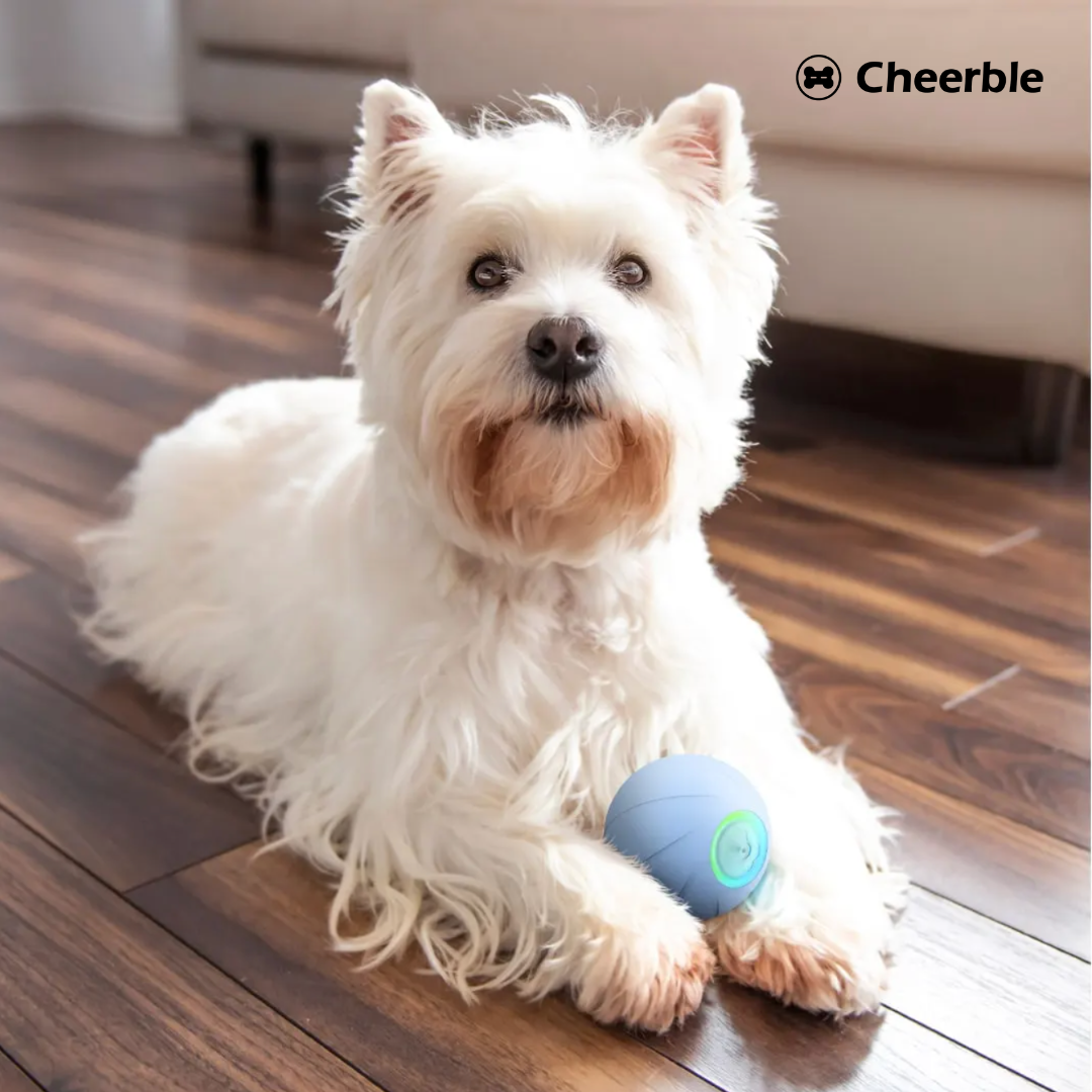 Play time with Cheerble Wicked Ball SE
