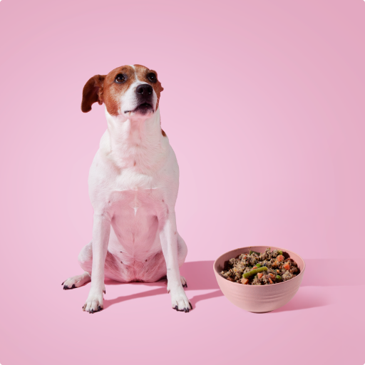 Stay: Superfoods For Your Dog