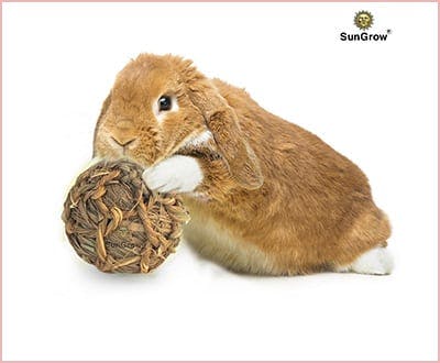 My rabbit’s favorite toys that I recommend you to try