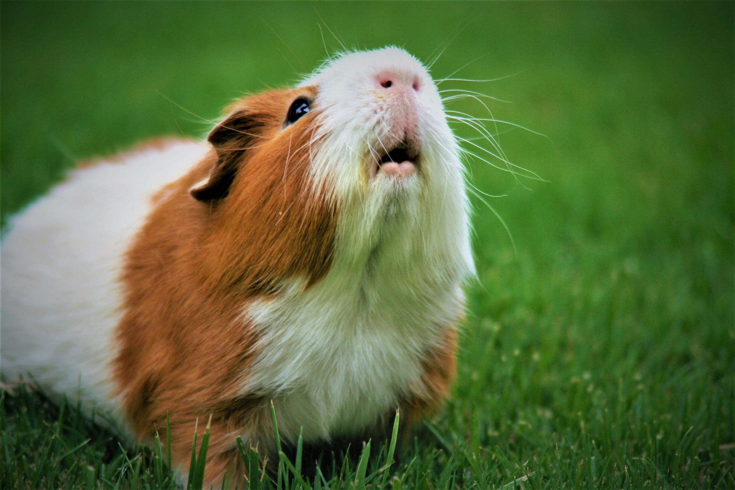 Everything You Need to Know About Guinea Pigs in Singapore — Part 1/6: The Basics