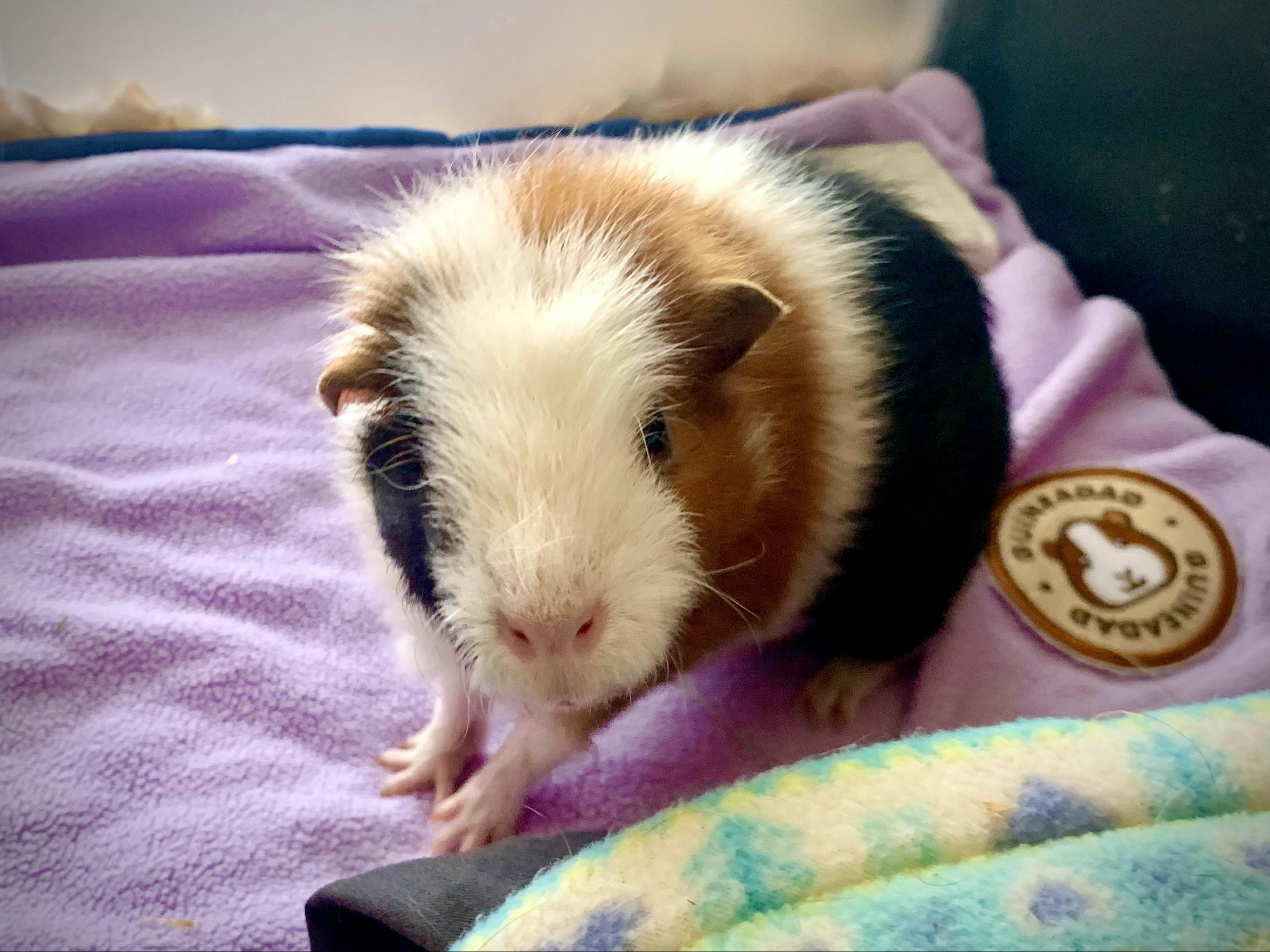 Everything You Need to Know about Guinea Pigs in Singapore — Part 2/6: Bedding (2 Pee Pads)