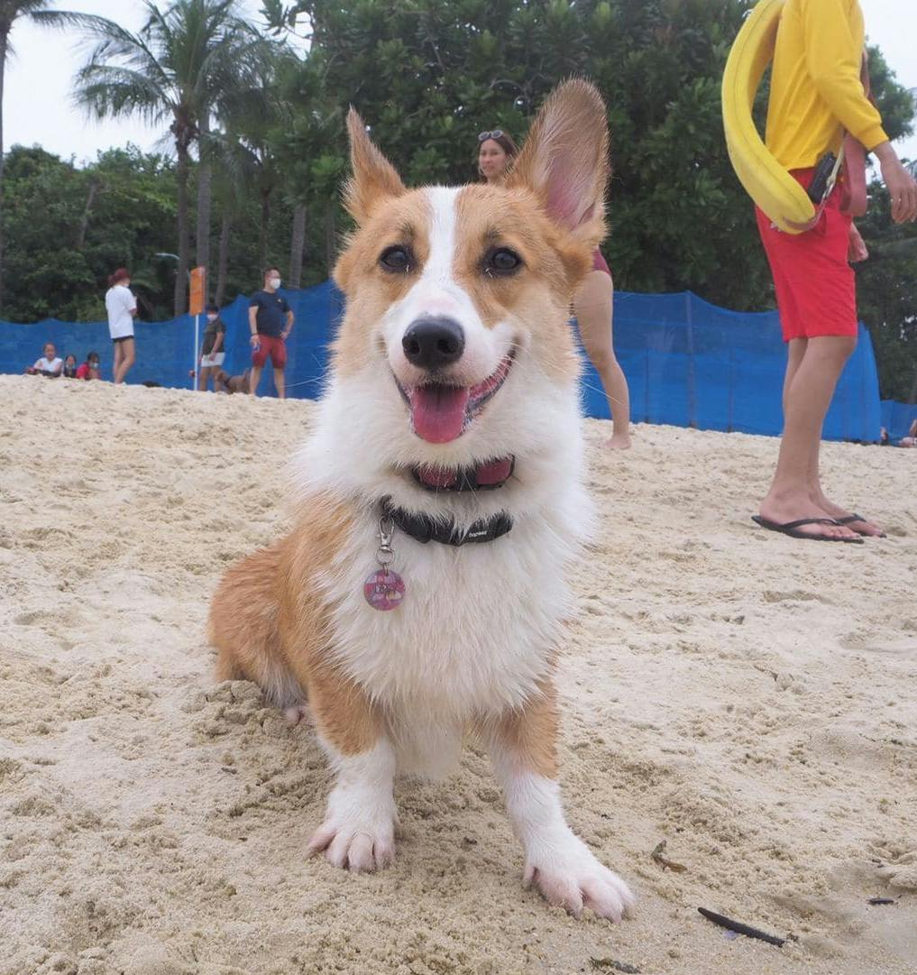 Guide to bringing your dog to Sentosa