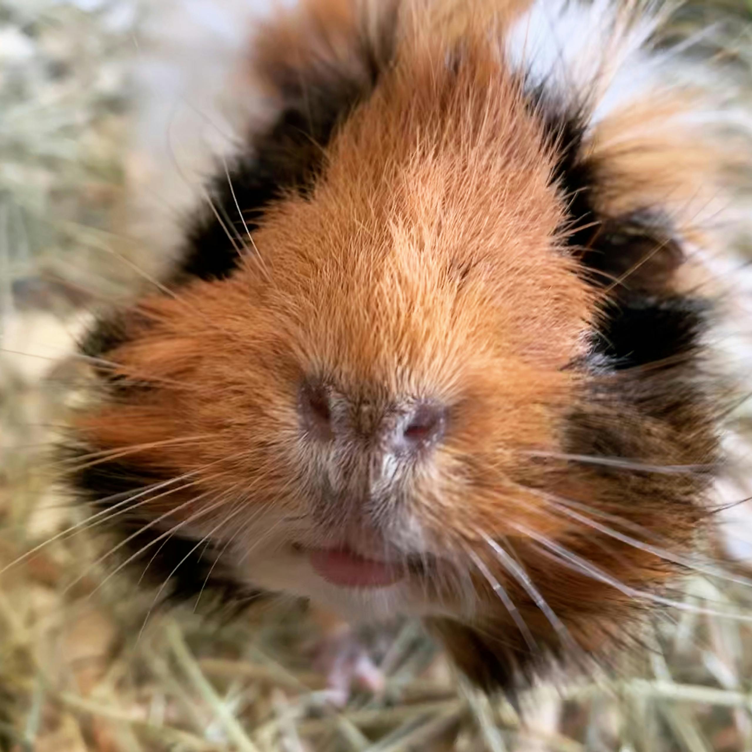 Everything You Need to Know About Guinea Pigs in Singapore — Part 2/6: Bedding (3 Wood Shavings)