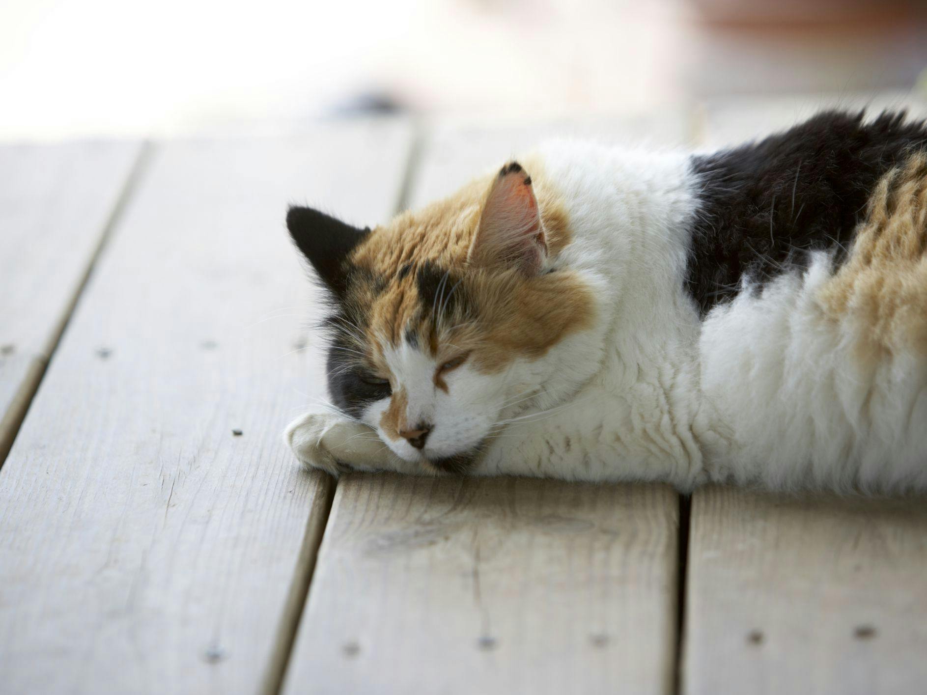 Help Your Cat Beat the Heat