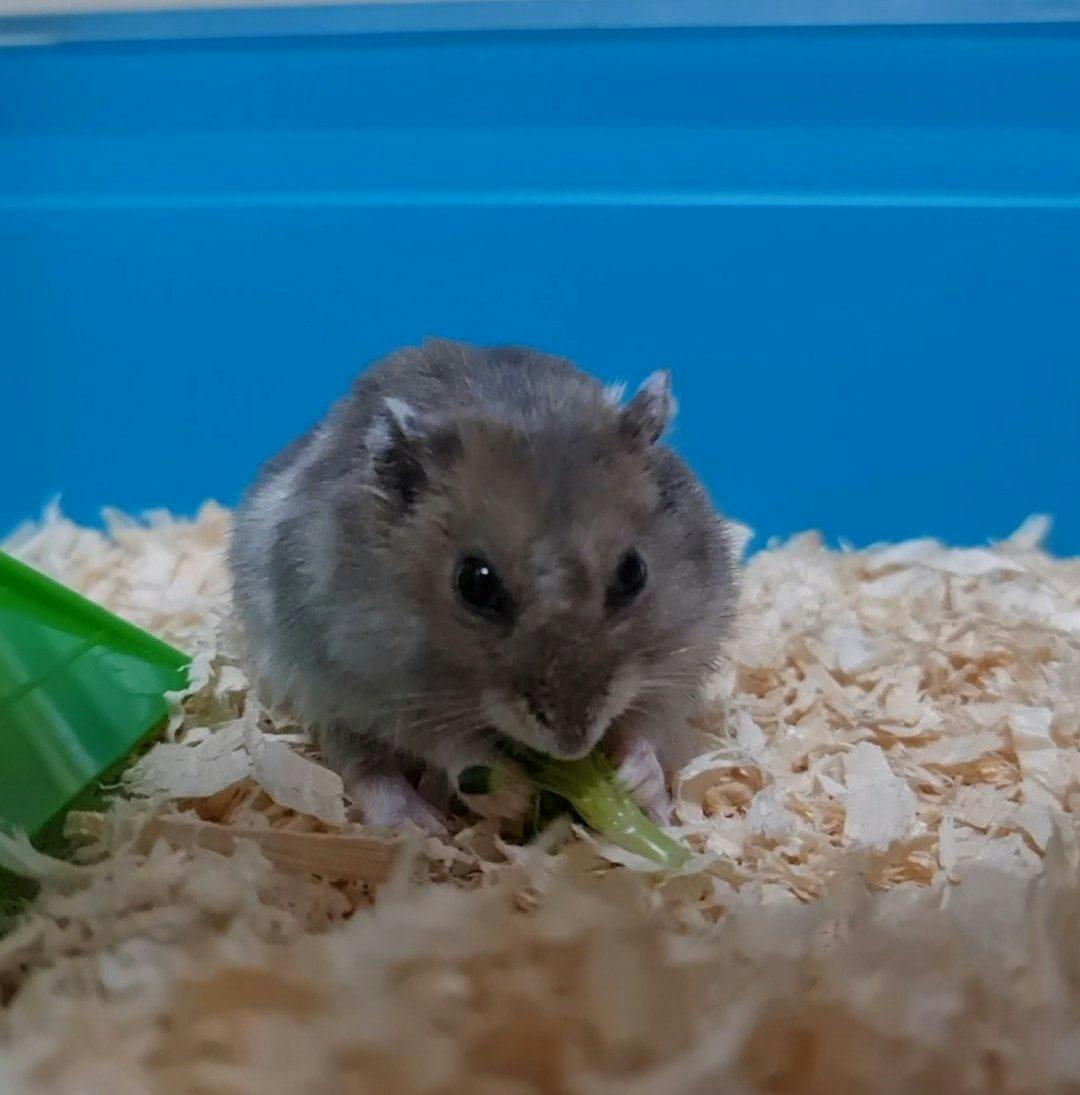 How I suddenly came to care for a senior hamster