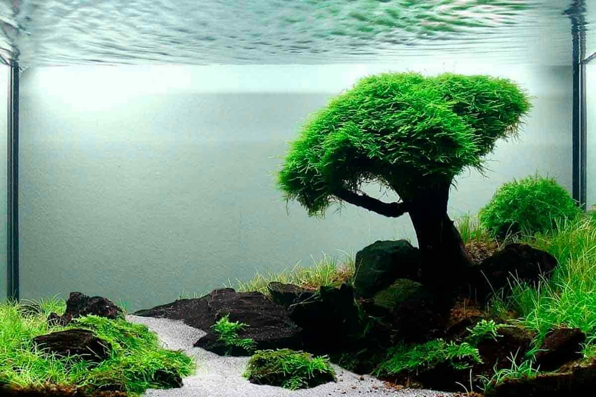 Aquascaping: The New Ideal Hobby