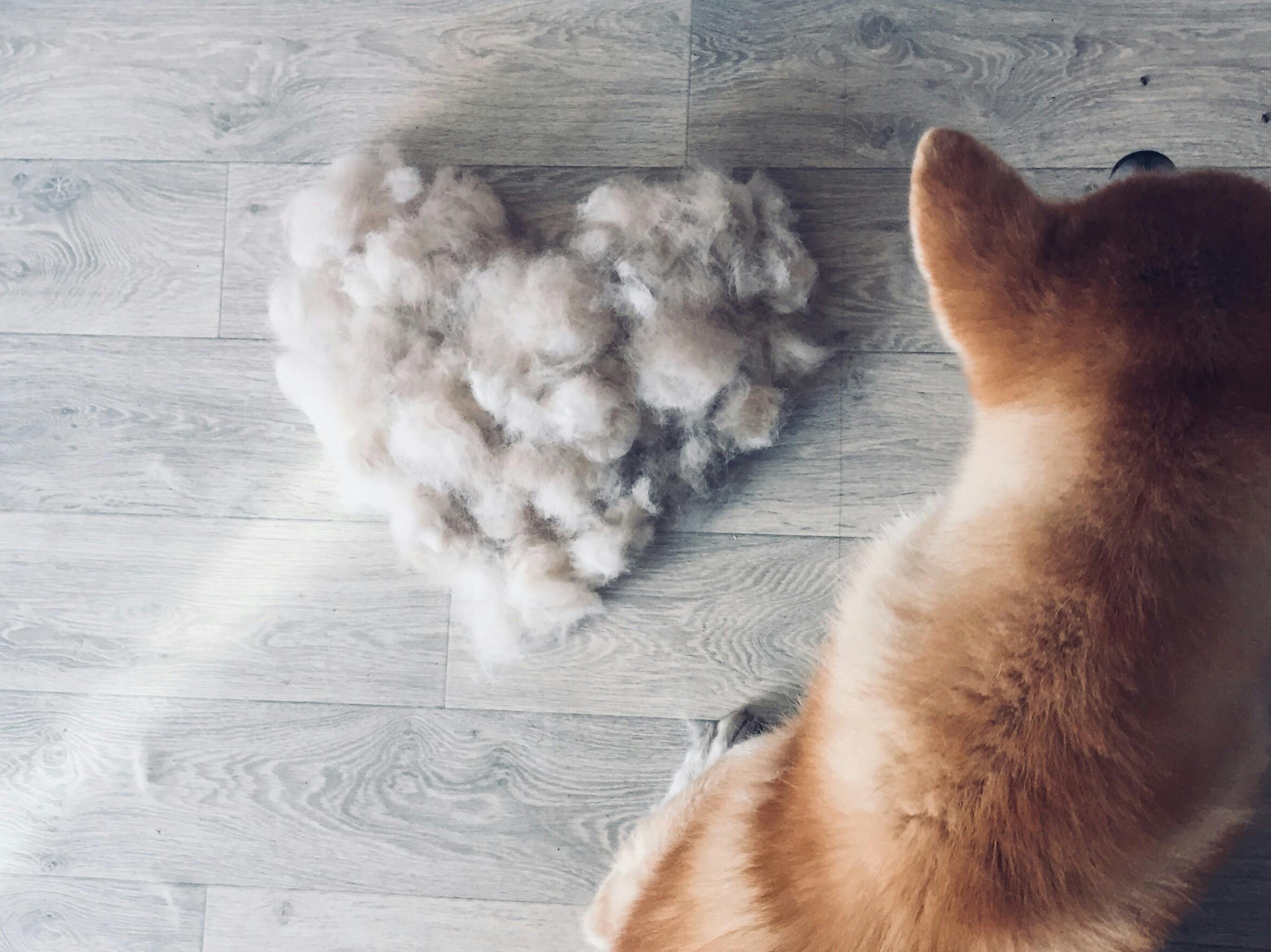 Dealing With a Shedding Dog