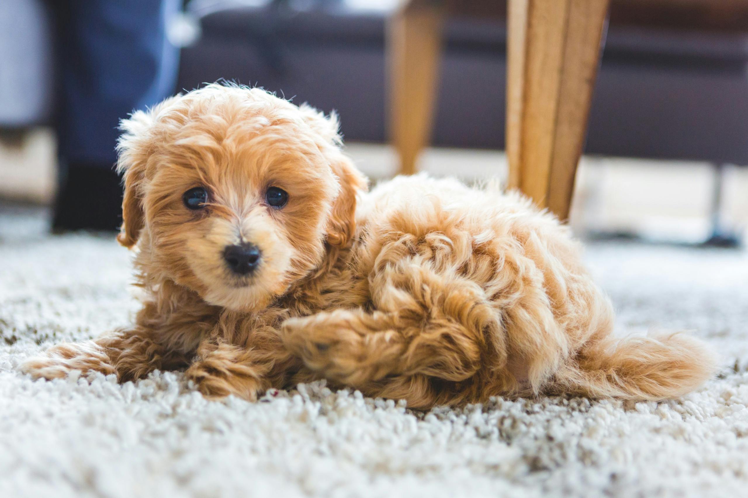 How to Puppy Proof Your Home