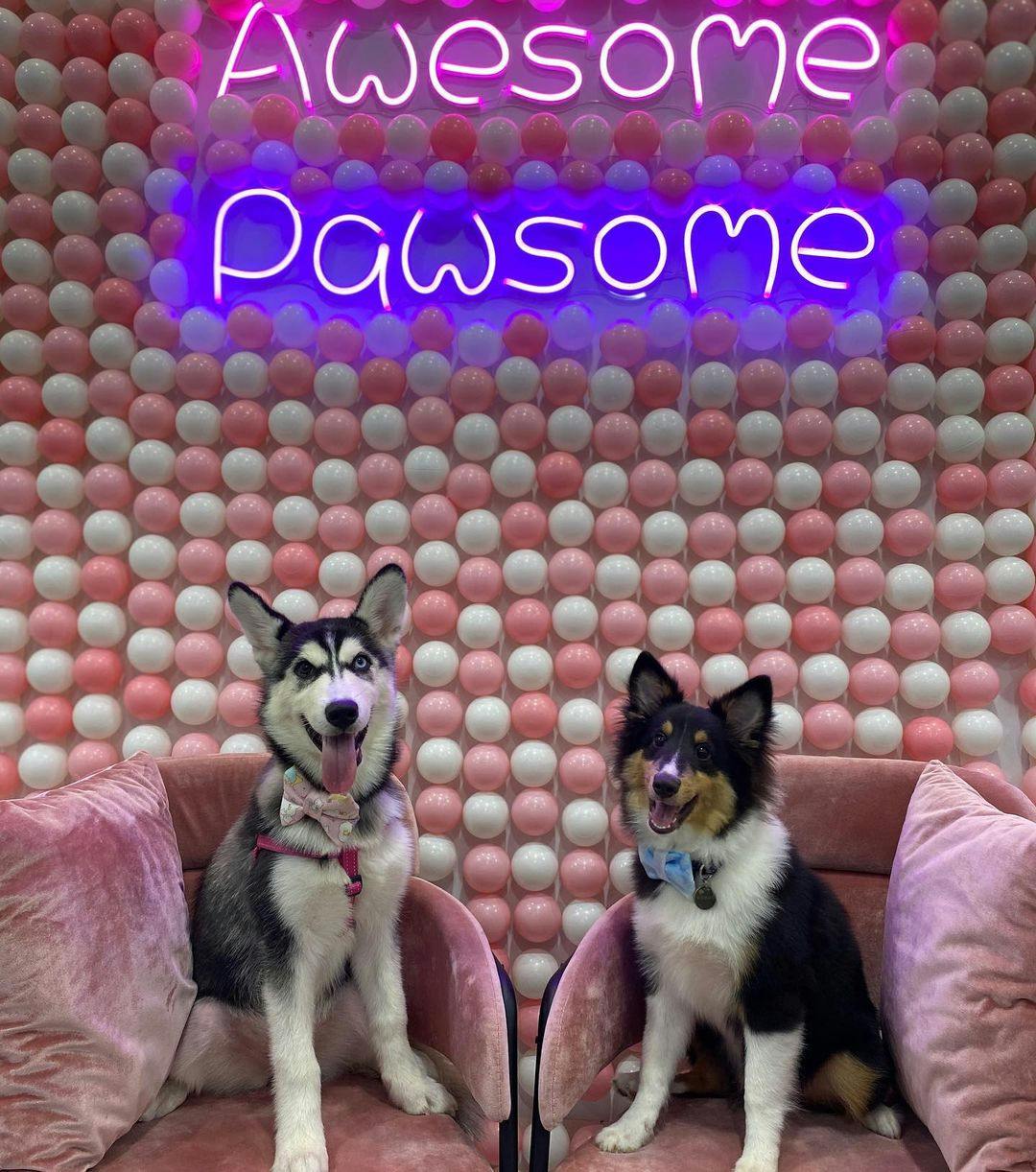 Top 3 Pet Cafes in Singapore