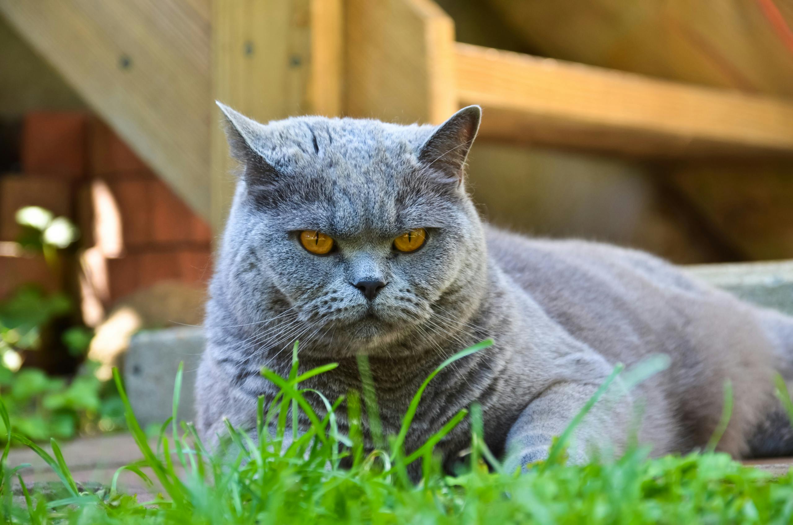 Senior Cat Problems: What You Should Know About Aging Cats