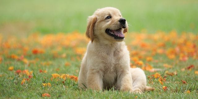 5 Puppy Behaviors to Nip in the Bud (And Other Pertinent Puppy Tips!)