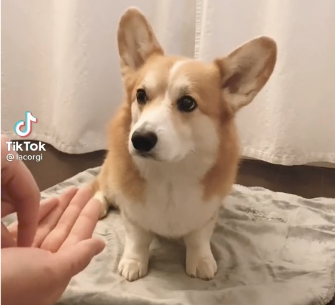 Top 5 Tik Tok challenges to try with your pets