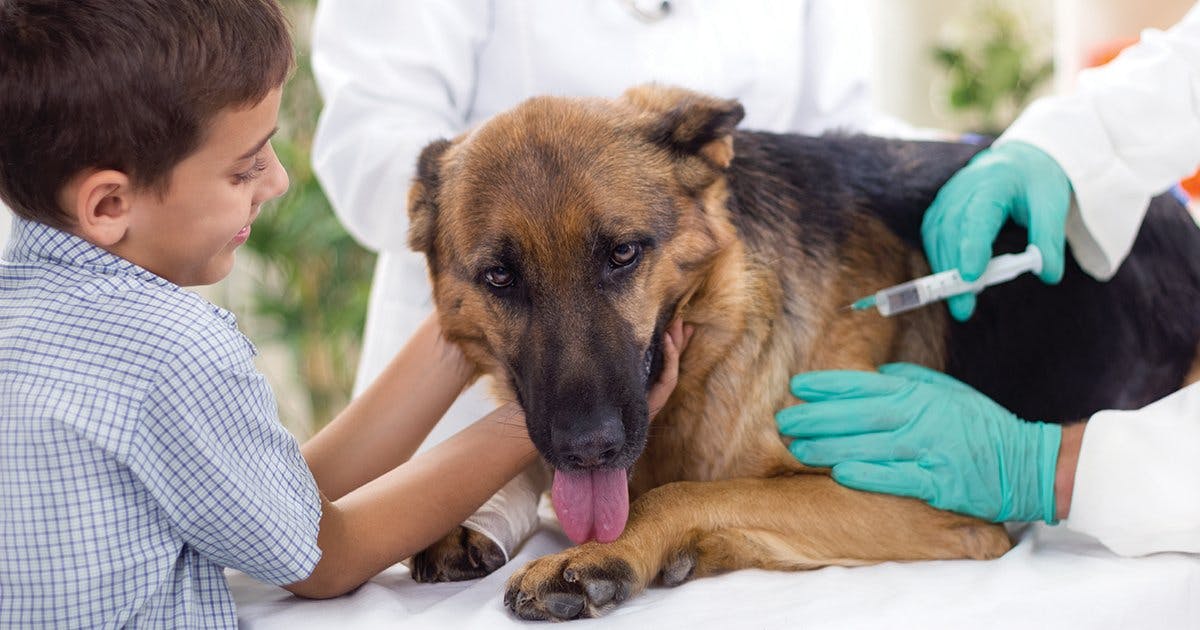 What you need to know about vaccinating your furbaby