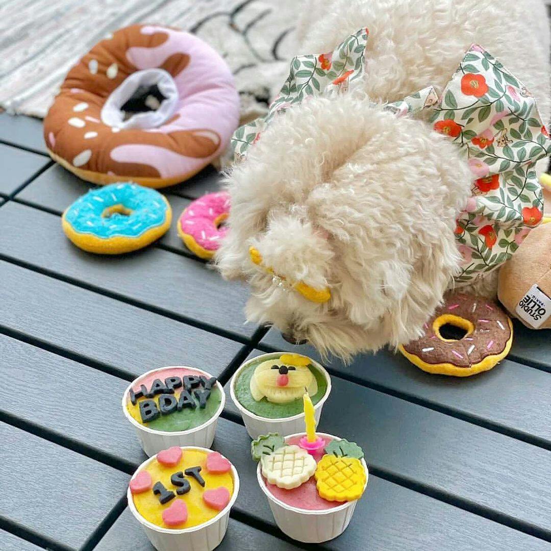 3 Local Singaporean Businesses to get Homemade and Healthy Pet Treats