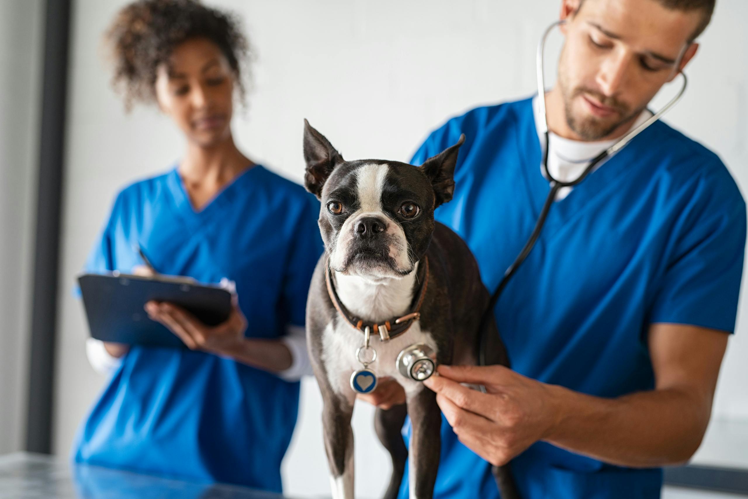 What is Pet Insurance? Why Do I Need It?