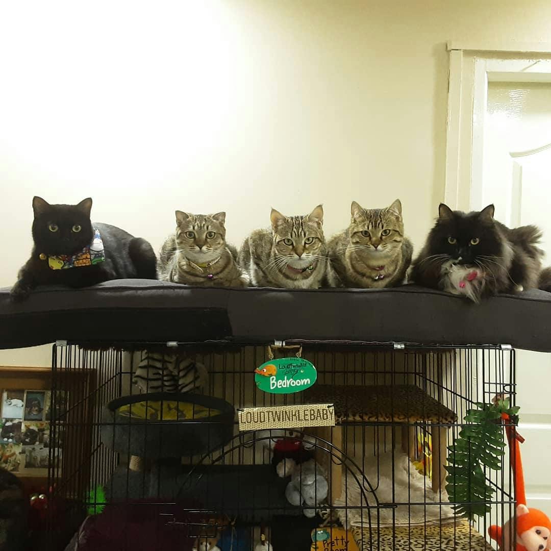 Life with 10 Different Cats