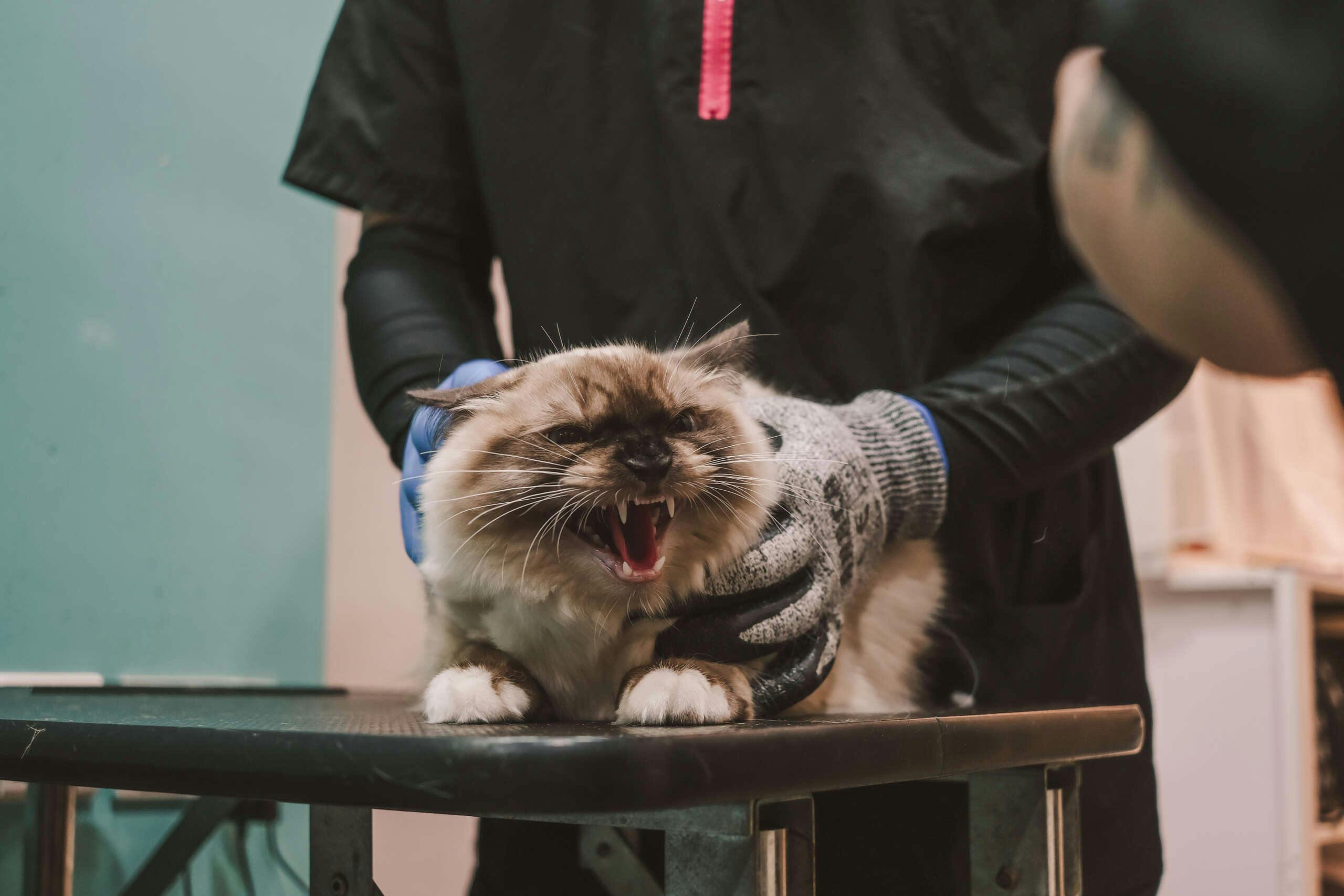 Your Guide to Grooming an Aggressive Cat