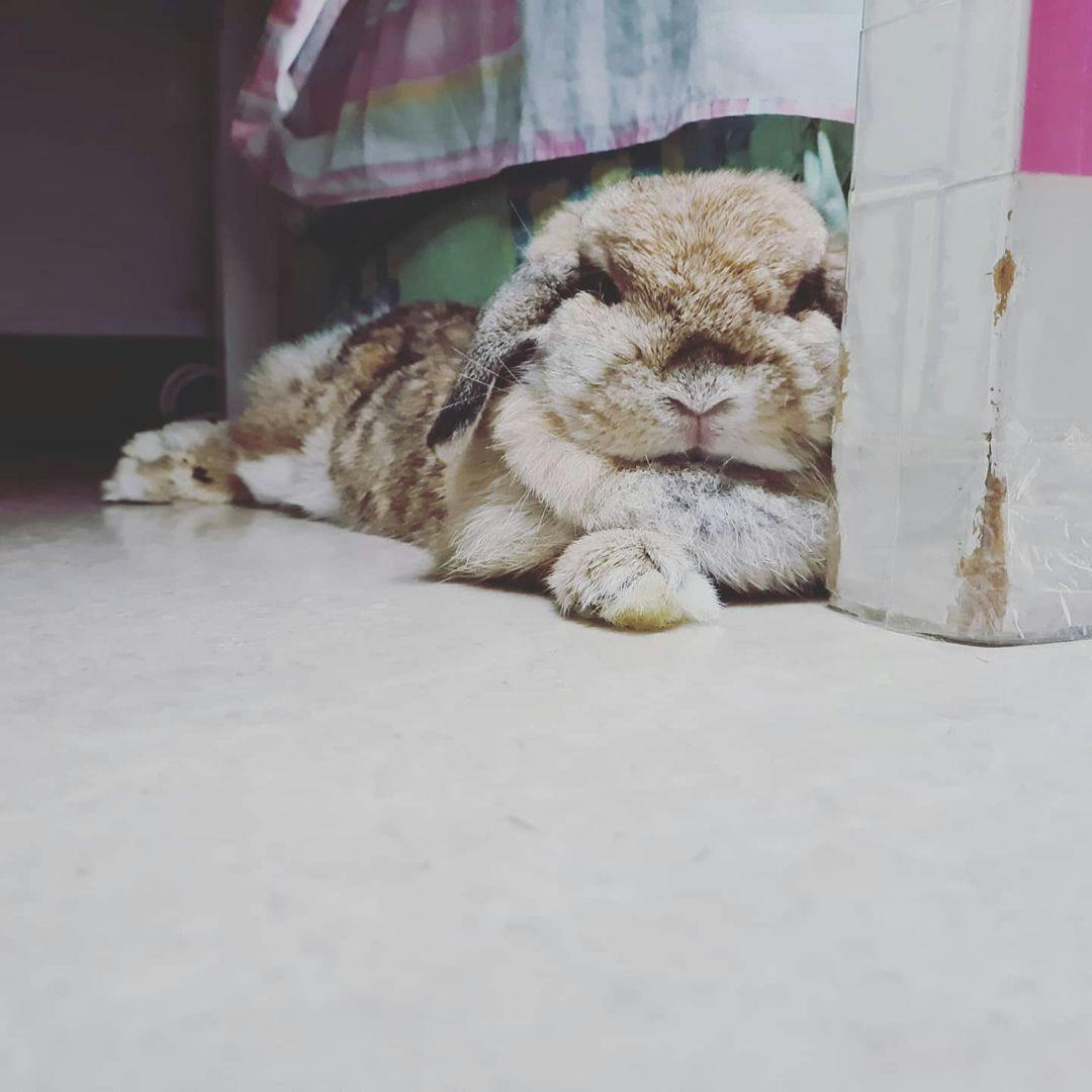 Animal therapy: How my rabbit helped me to calm down in the face of HBL