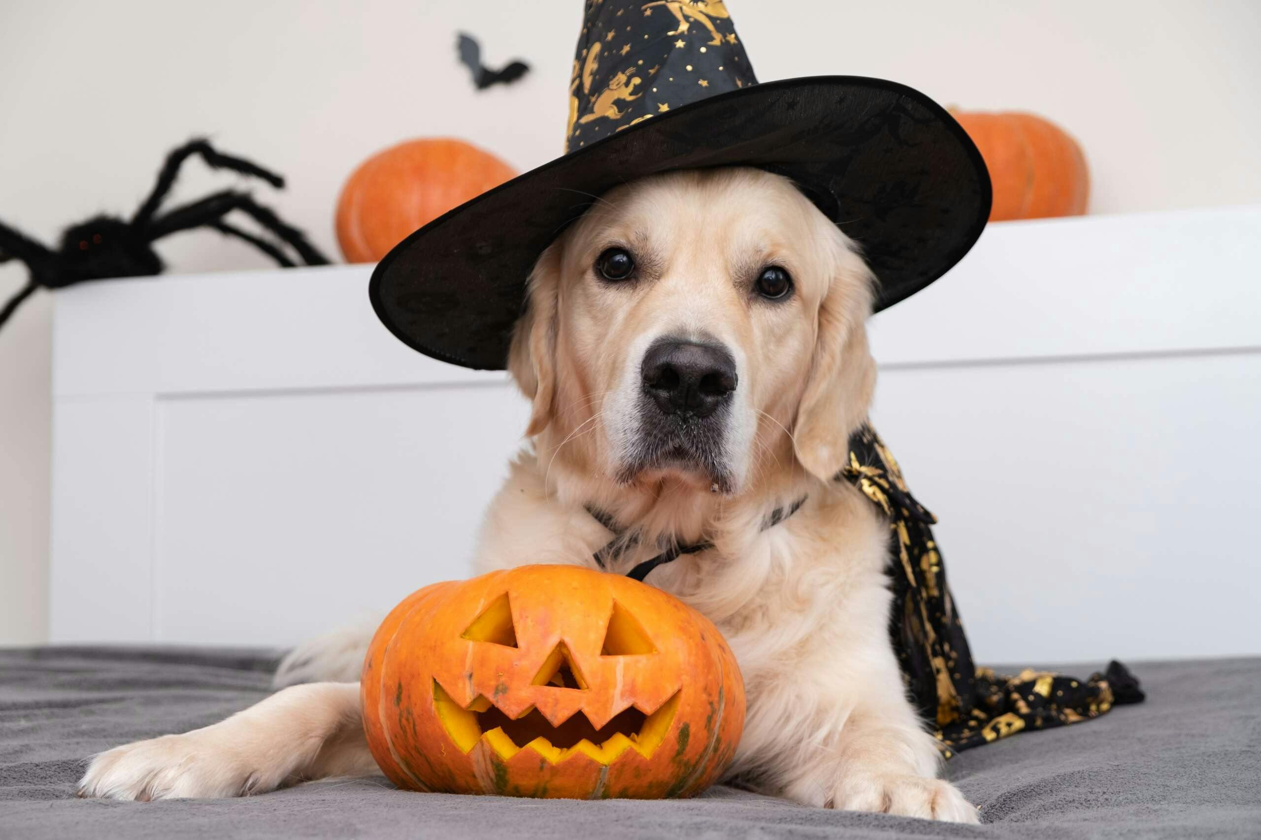 Dressing Your Furbaby For Halloween
