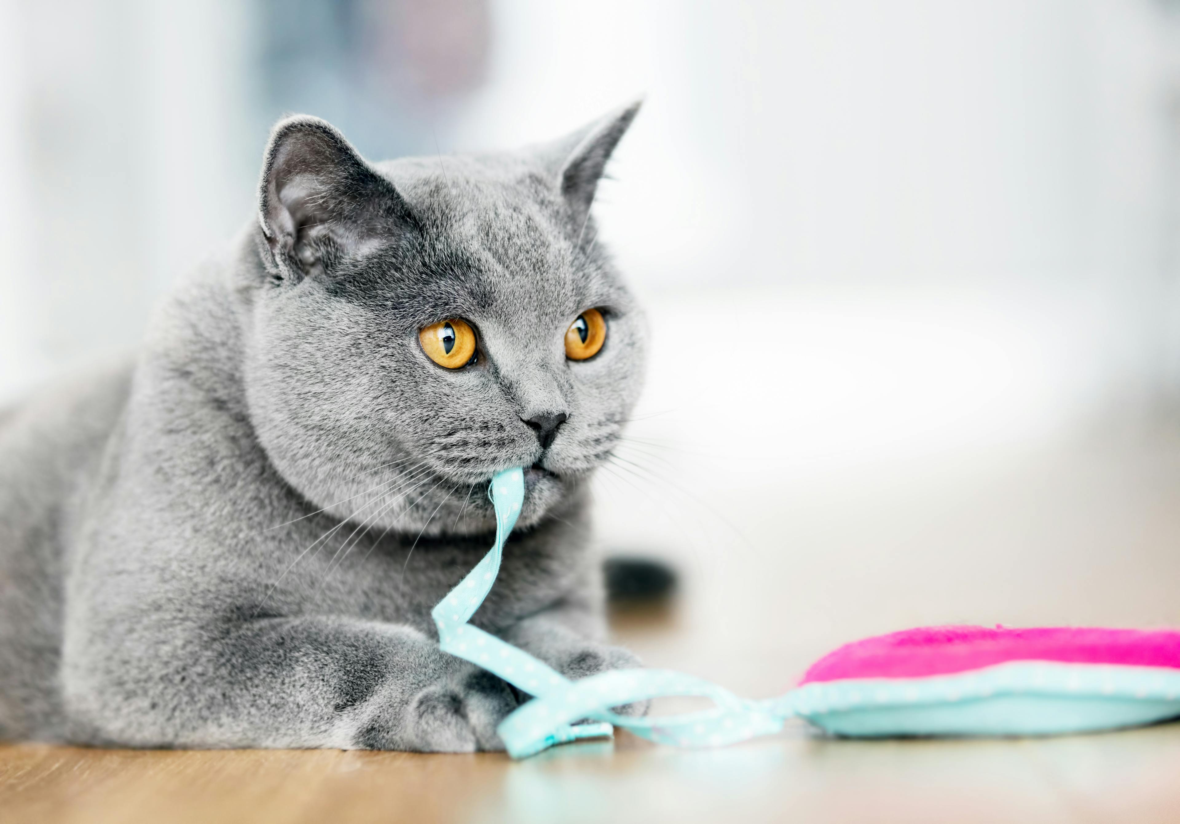 Cat Tricks: Tricks to Teach Your Feline That Can Help You Bond Together