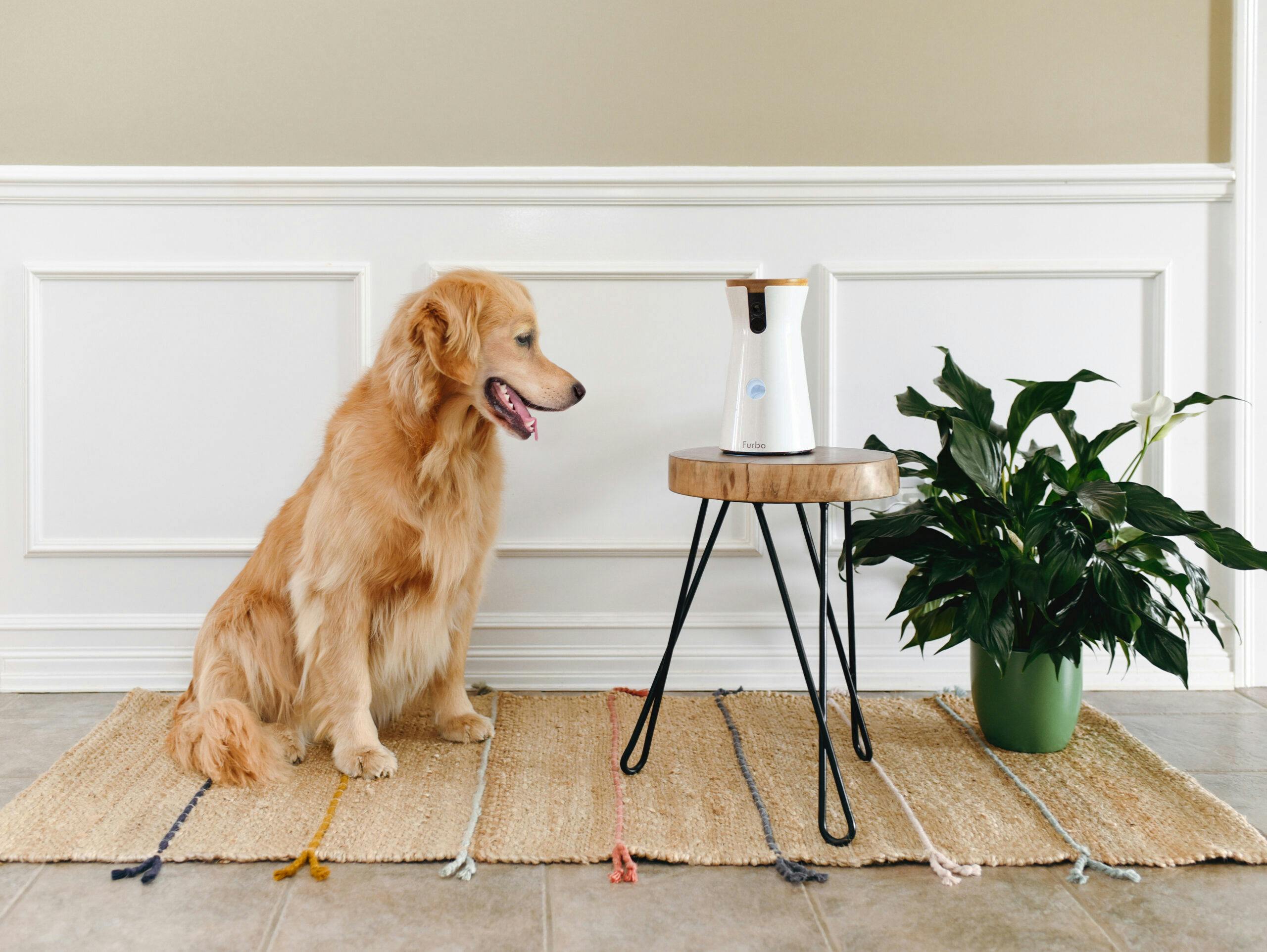 Gift your pet the gift of constant attention with Furbo’s Smart Dog Camera