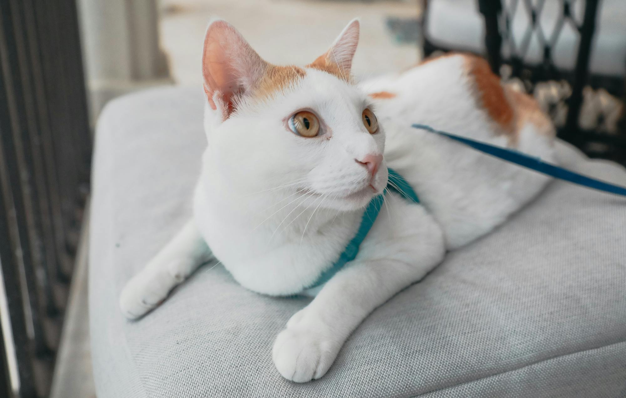 Training Your Cat to Walk on a Leash