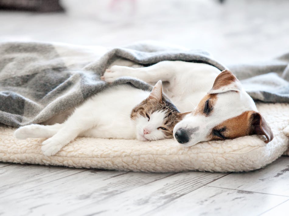 How to Keep Pets Safe at Home