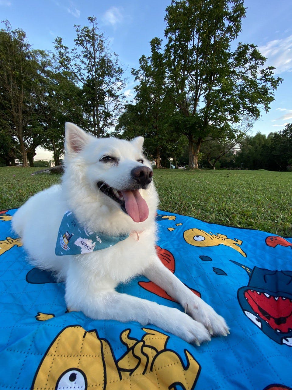 Aon’s Happy Tails: Lexi.the.spitz