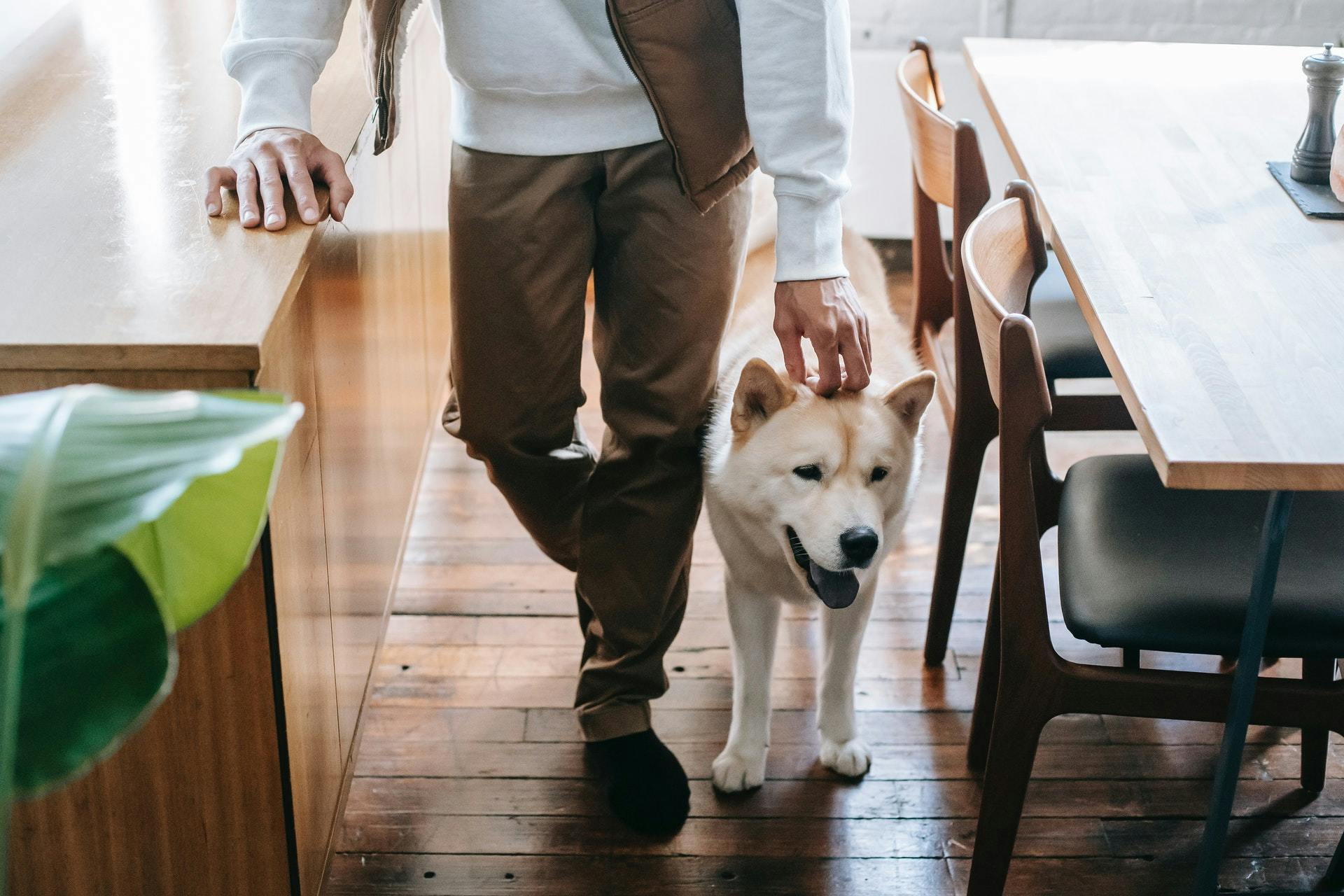 How to Find a Rental Property for You and Your Large Dog