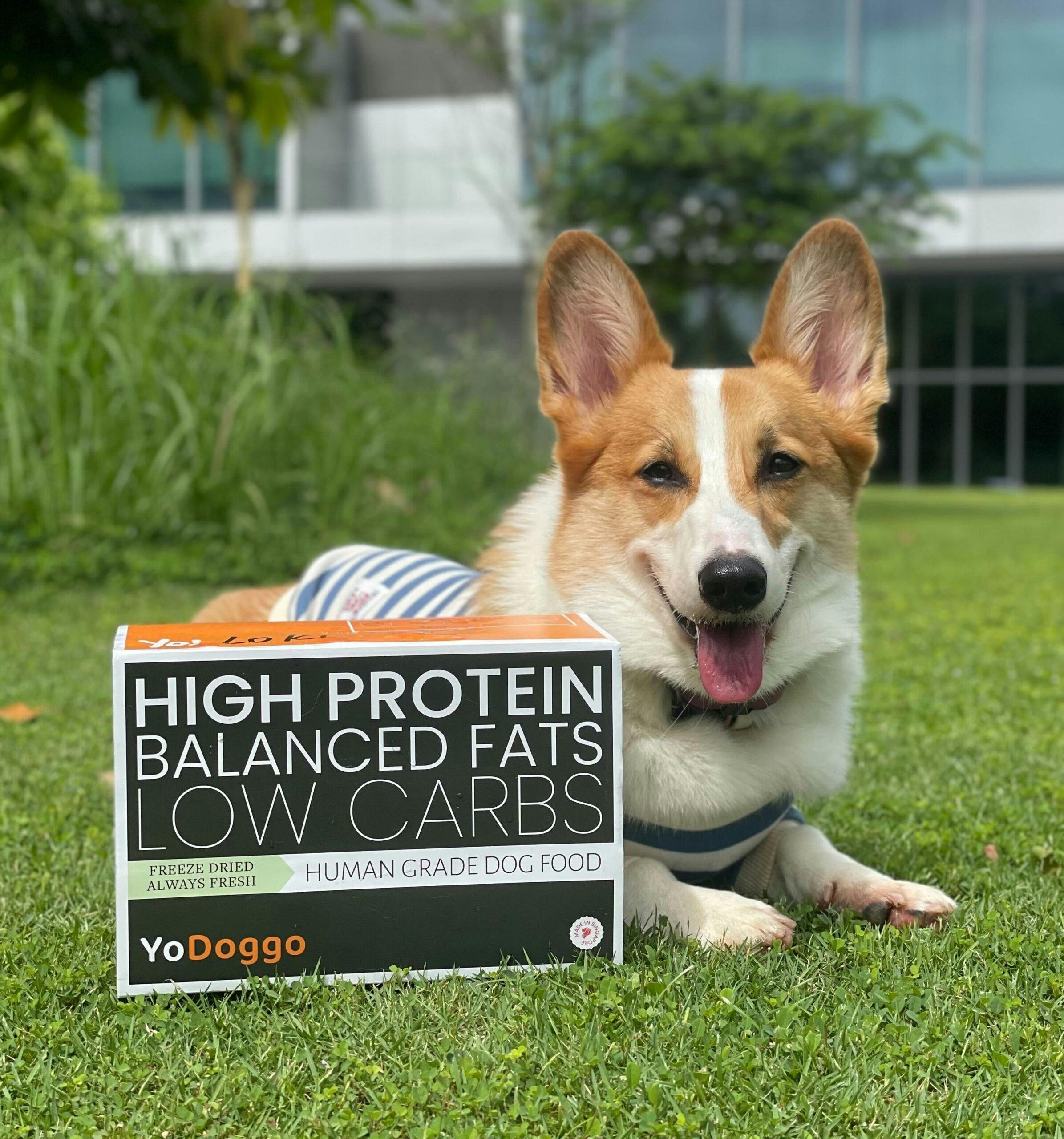 We tried Singapore’s first gently cooked & freeze-dried dog food, here’s how it went!