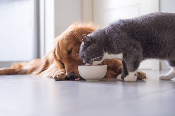 What is the BARF diet and how can it benefit your pet’s health?